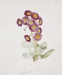 Primula Auricula (Primavera)